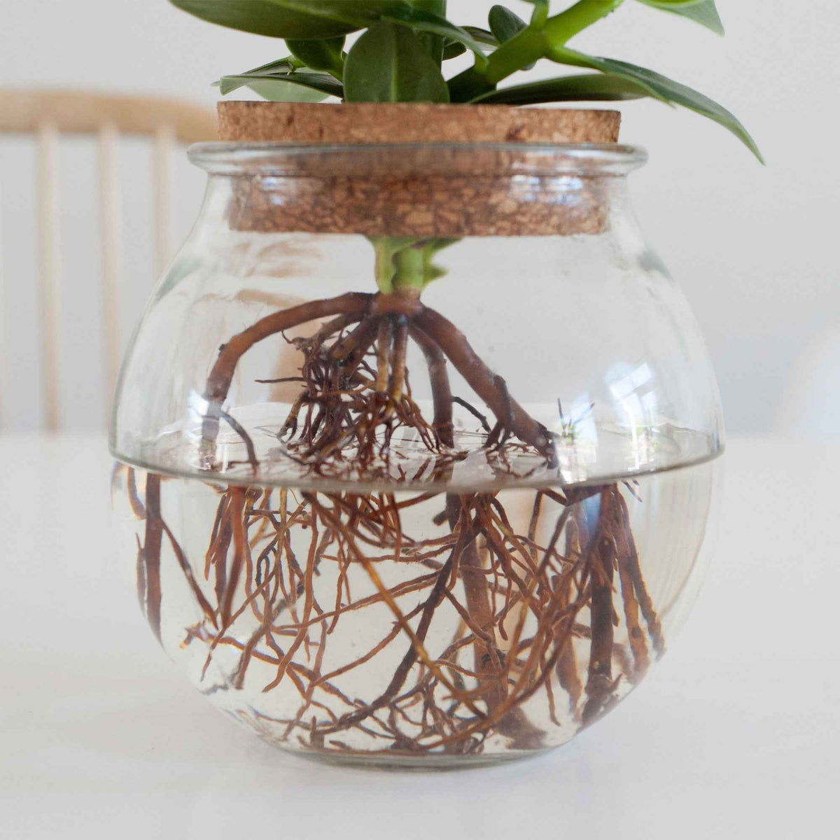 Clusia - Clusia Met et son Ampoule vase - Plantes hydroponiques