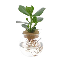 Clusia dans une boule de verre - Hydroponique - 1x plante: hauteur de livraison 25-35 cm + 1x boule de verre: 21 cm - Ensembles de plantes d intérieur - undefined