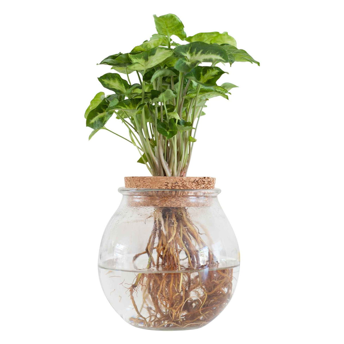 Syngonium et son ampoule vase - Syngonium - Bakker