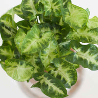Syngonium - Syngonium 25/35 - Compositions de plantes d'intérieur
