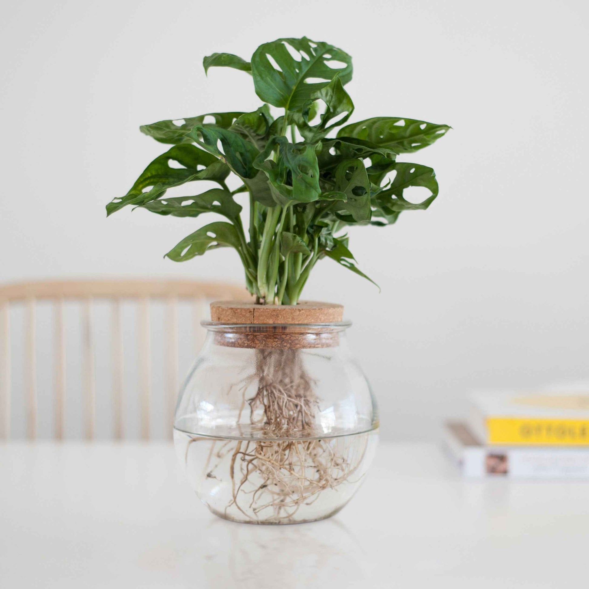 monstera in vase Monstera et son ampoule vase