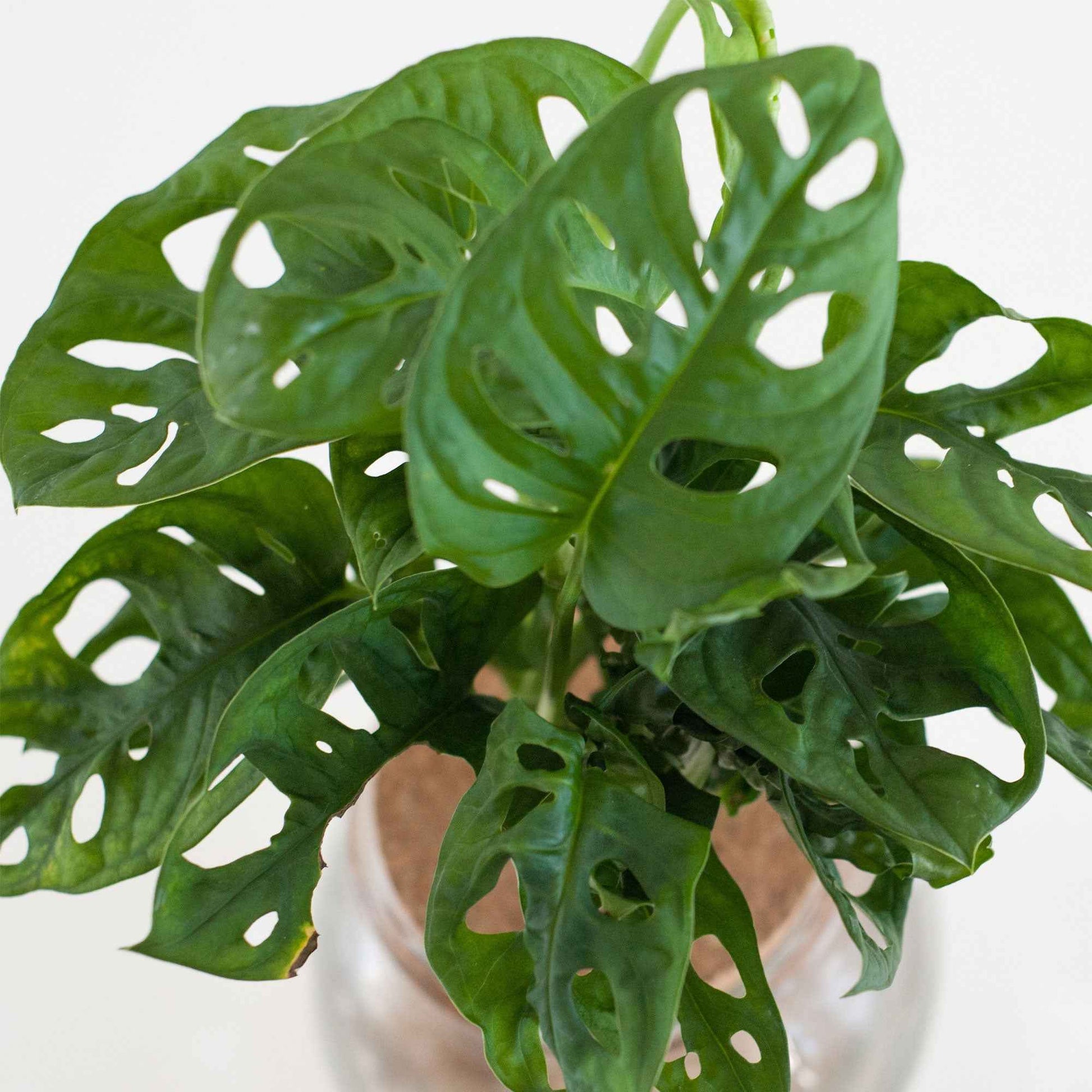 Monstera - Monstera 25/35 - Compositions de plantes d'intérieur