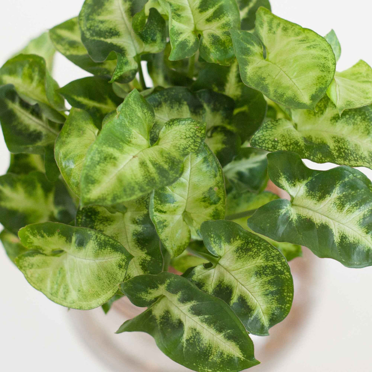 Syngonium et son ampoule vase avec LED - Syngonium - Bakker