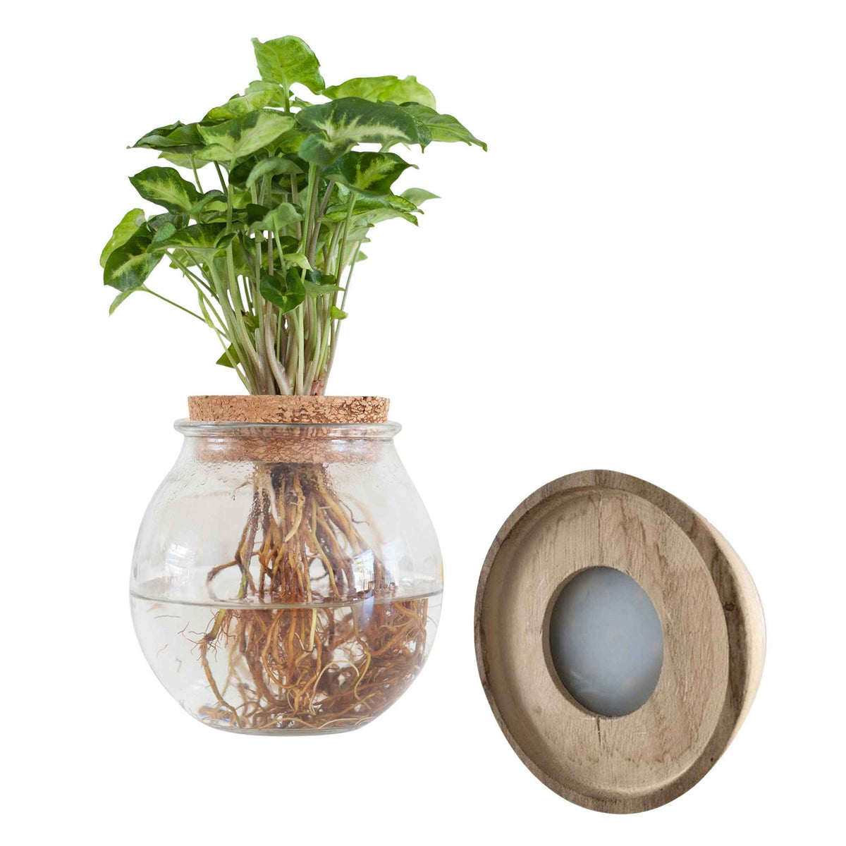 Syngonium - Syngonium et son ampoule vase avec LED - Plantes hydroponiques