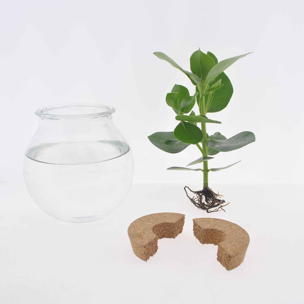 Plantes hydroponiques - Syngonium et son ampoule vase avec LED - Syngonium