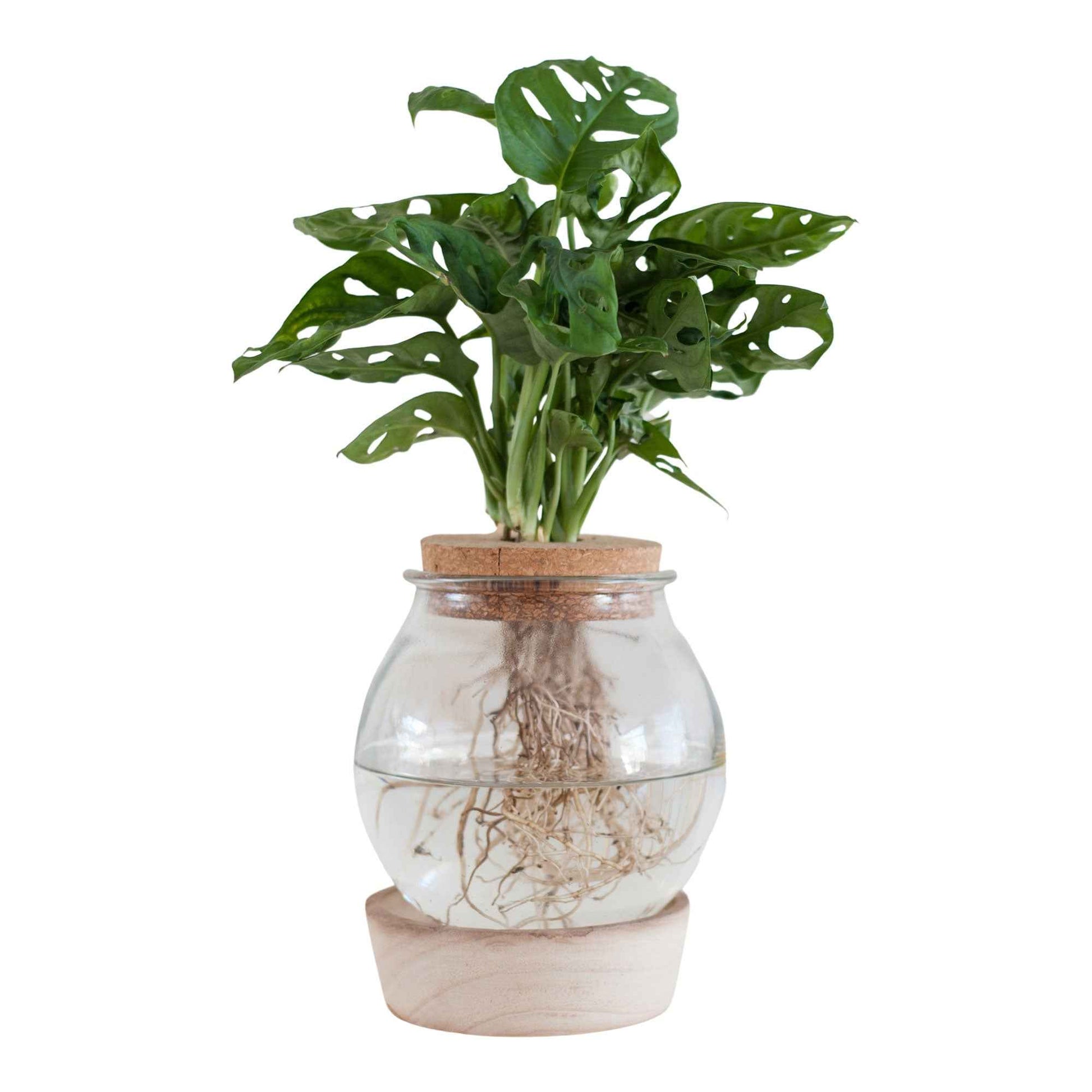 Monstera en verre avec éclairage LED - Hydroponique - 1x plante: hauteur de livraison 30-40 cm + 1x verre avec éclairage LED : 21 cm - Cadeaux Saint Valentin - undefined