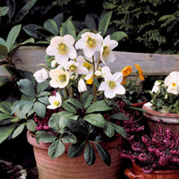 Vente Héllébore de Noel et son pot de Noël