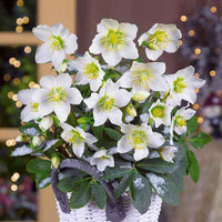 Vente Héllébore de Noel et son pot de Noël - Helleborus niger Christmas Carol