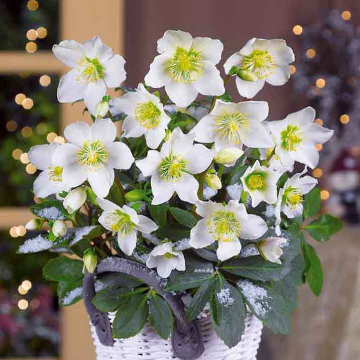 Vente Héllébore de Noel et son pot de Noël - Helleborus niger Christmas Carol