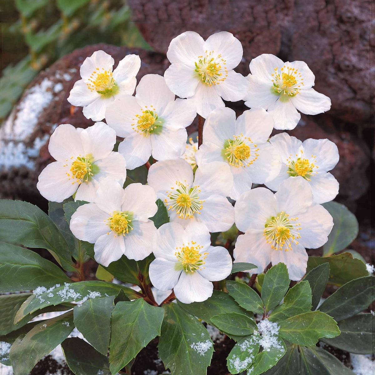 Helleborus niger - Hellébore 'Christmas Carol' - Hellébore - Rose de Noël