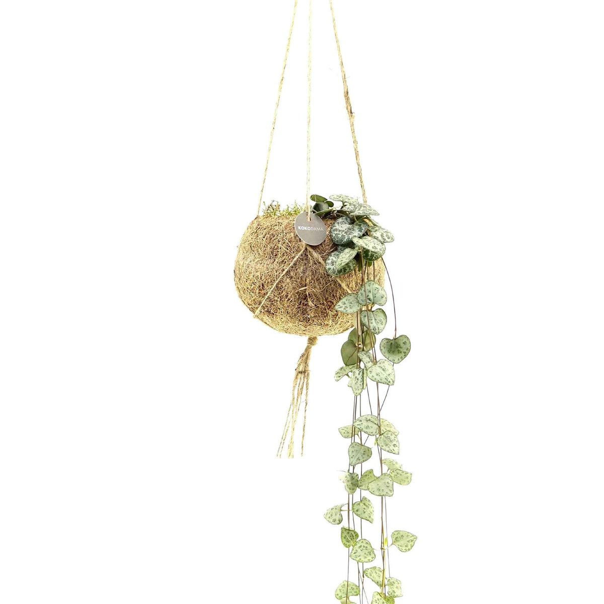 Ceropegia chaîne des cœurs et son pot en fibre de noix de coco - Kokodama Ceropegia - Bakker