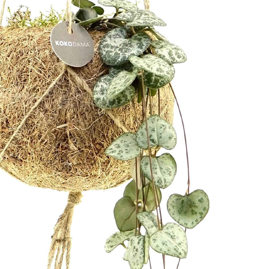 Ceropegia chaîne des cœurs et son pot en fibre de noix de coco - Bakker
