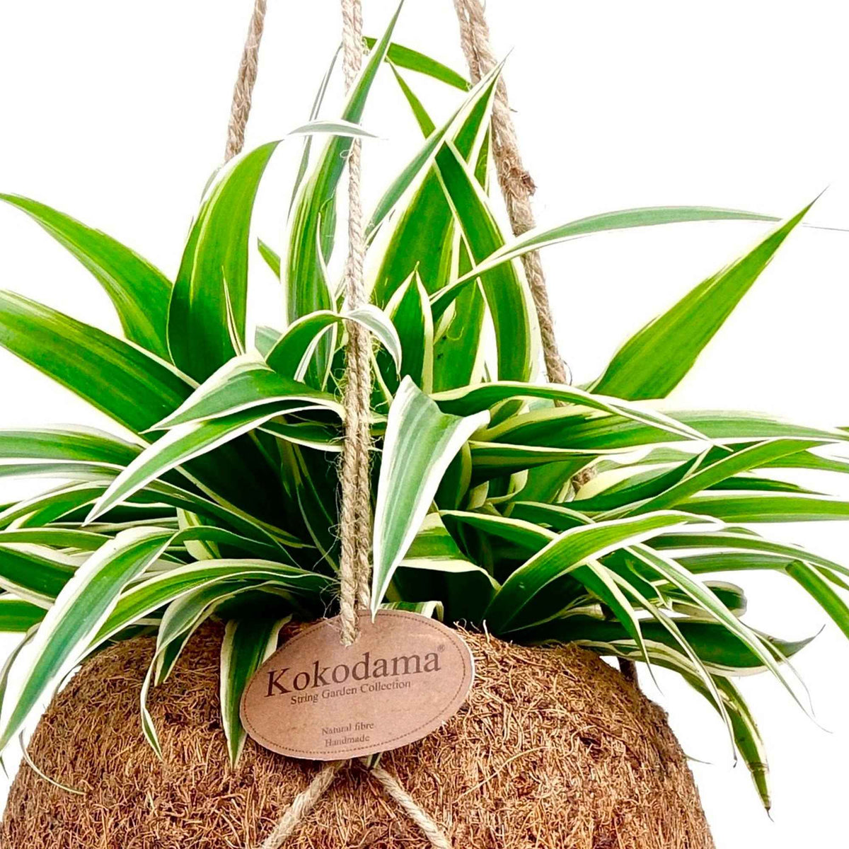 Chlorophytum et son pot en fibre de noix de coco - Chlorophytum - Bakker
