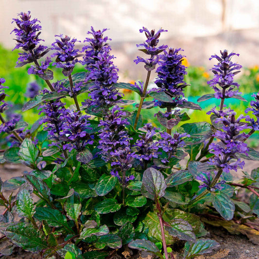 Bugle rampante Atropurpurea - Bakker