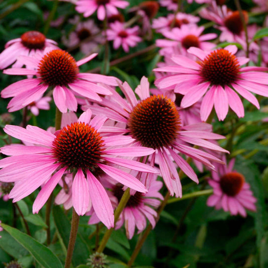 Rudbeckia pourpre 'Rubinstern' - Plantes d'extérieur