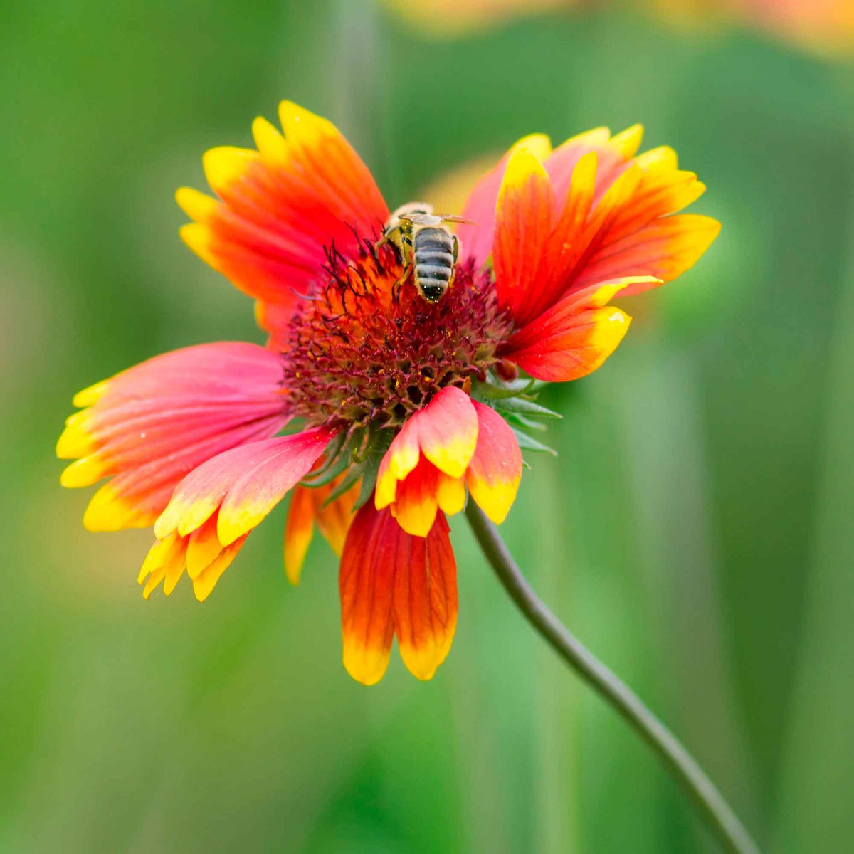 Gaillardia aristata Kobold - Gaillarde Kobold - Plantes vivaces
