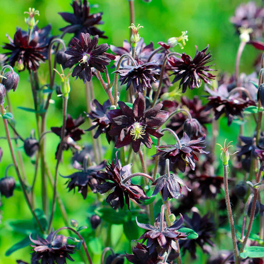 Ancolie des jardins 'Black Barlow' - Caractéristiques des plantes