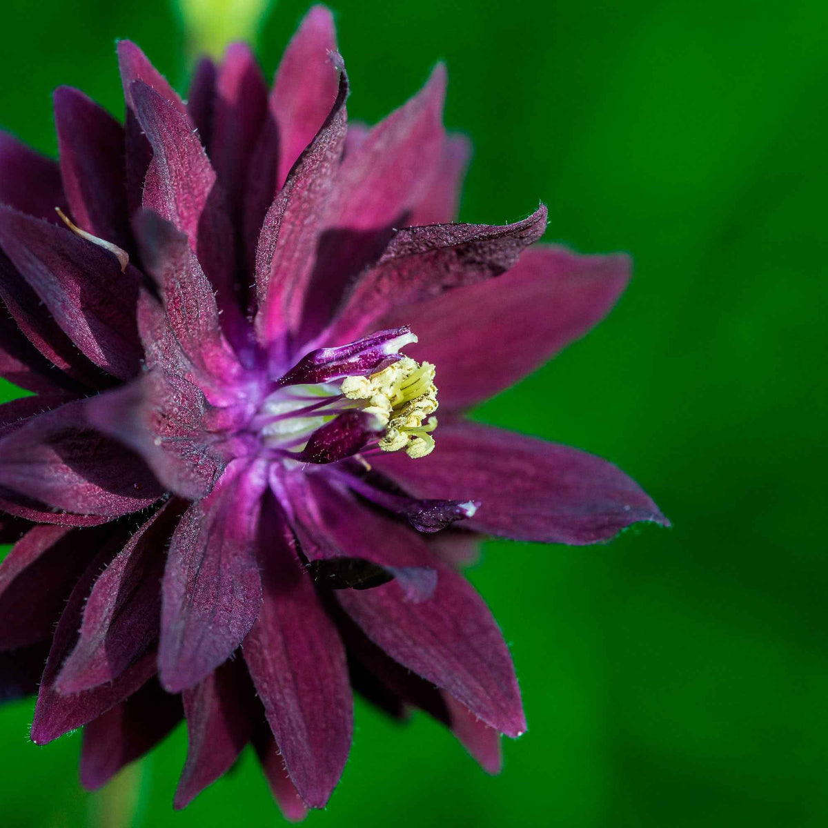 Aquilegia vulgaris Black Barlow - Ancolie des jardins 'Black Barlow' - Ancolie