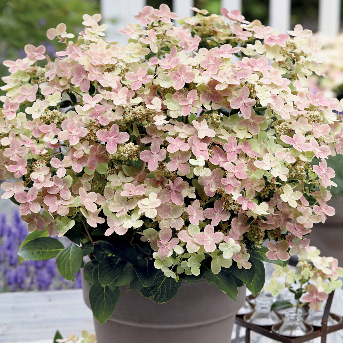 Hydrangea paniculata polestar ® ' breg14' - Hortensia paniculé Polestar® - Hortensia paniculata