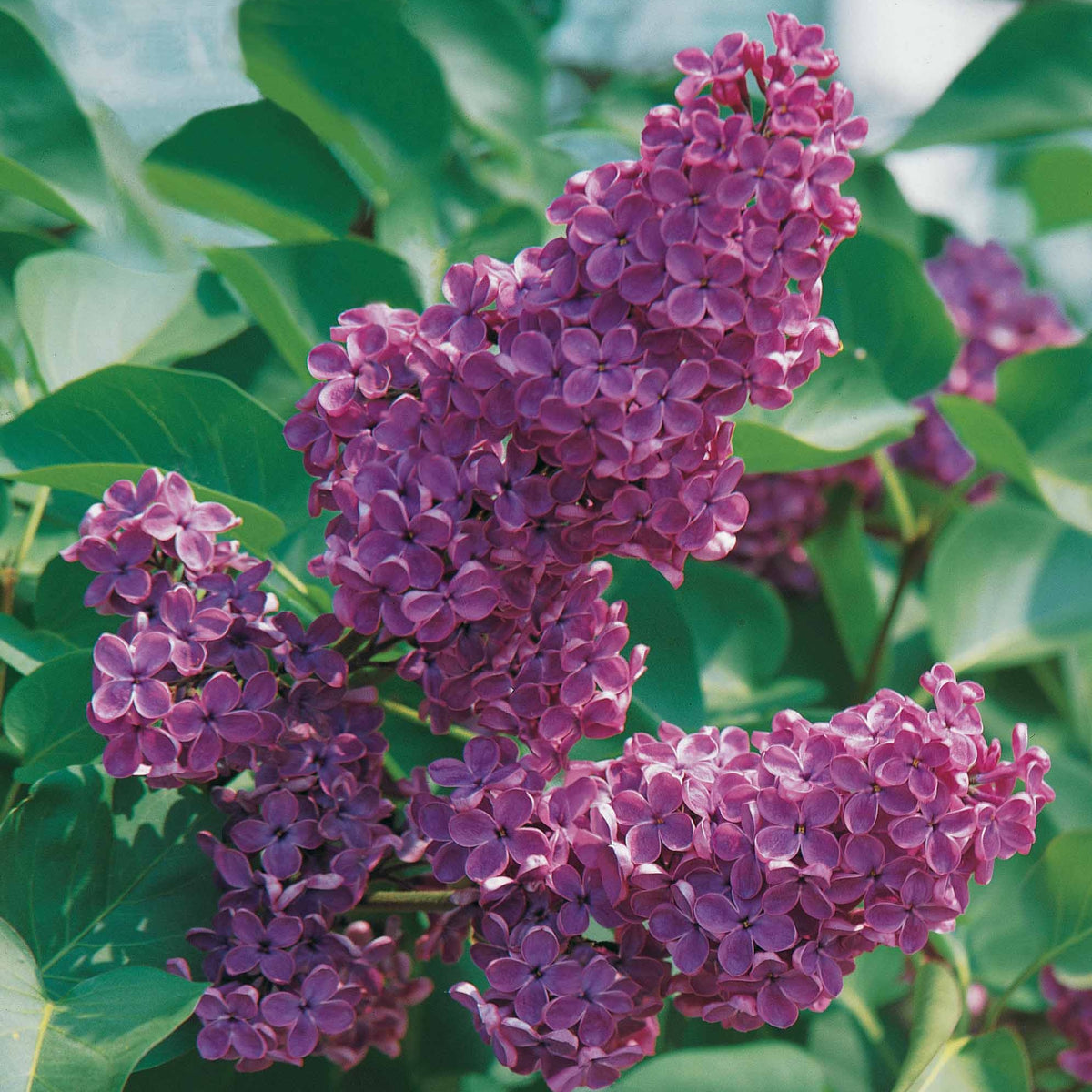 Syringa vulgaris Andenken an Ludwig Späth - Lilas commun - Lilas