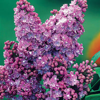 Bakker - Lilas commun - Syringa vulgaris lilas - Arbustes