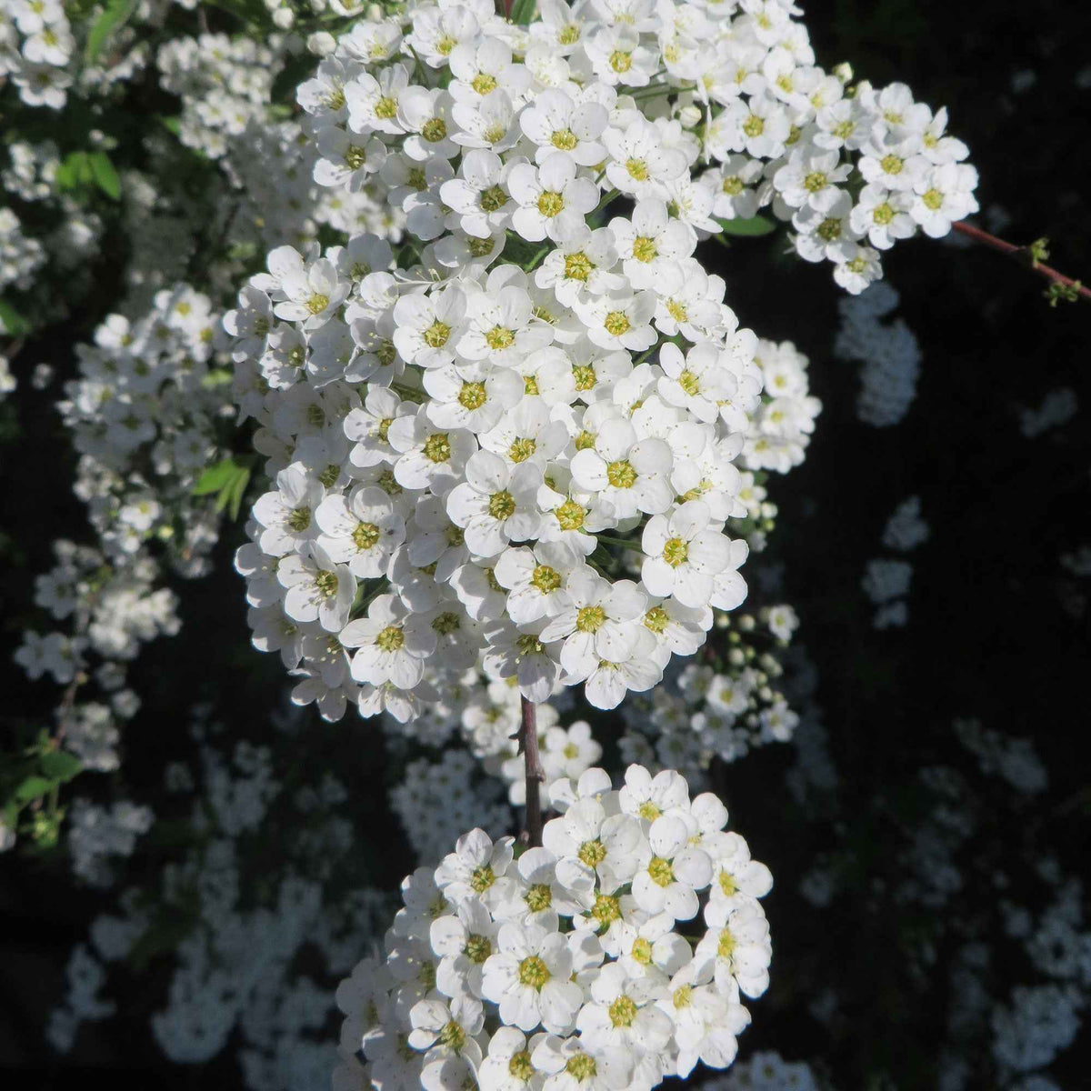 Spirée 'Grefsheim' - Spiraea cinerea  Grefsheim - Bakker