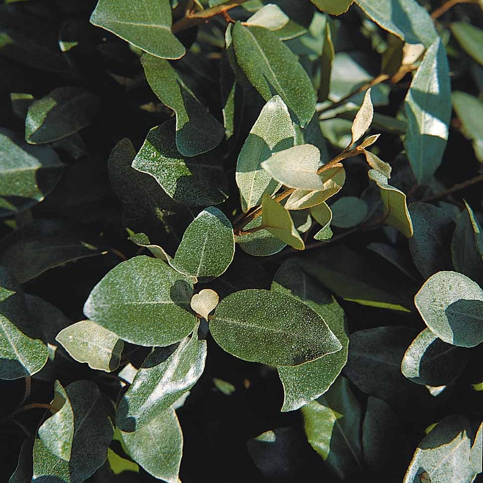 Eleagnus - Eléagnus d'Ebbing - Eleagnus ebbingei