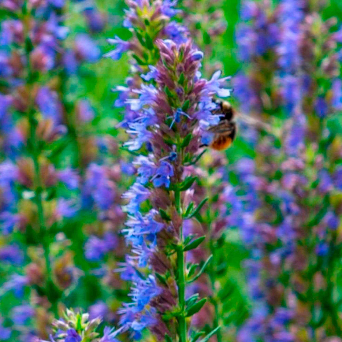 Hysope officinale - Hyssopus officinalis - Bakker