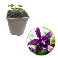Ancolie à fleurs doubles Granny s Bonnets - 1x hauteur de livraison 15-50 cm, pot de Diamètre 13 cm - Caractéristiques des plantes - undefined