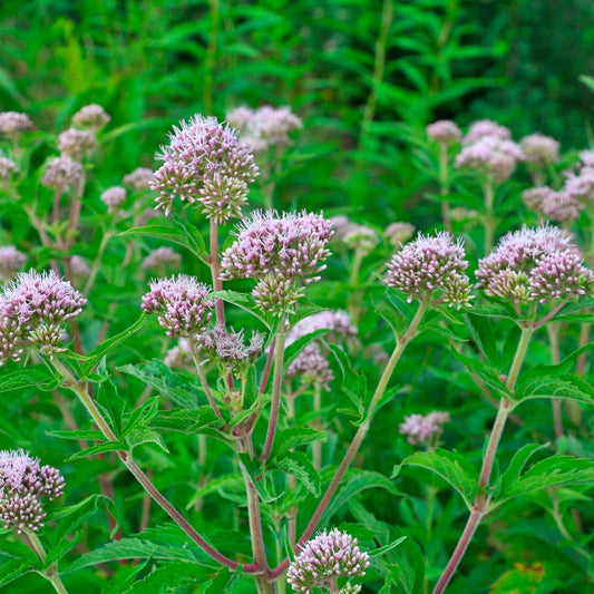 Eupatoire chanvrine 'Plenum' - Caractéristiques des plantes