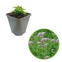 Eupatoire chanvrine - 1x Hauteur de livraison 15-50 cm, pot de Diamètre 13 cm - Caractéristiques des plantes - undefined