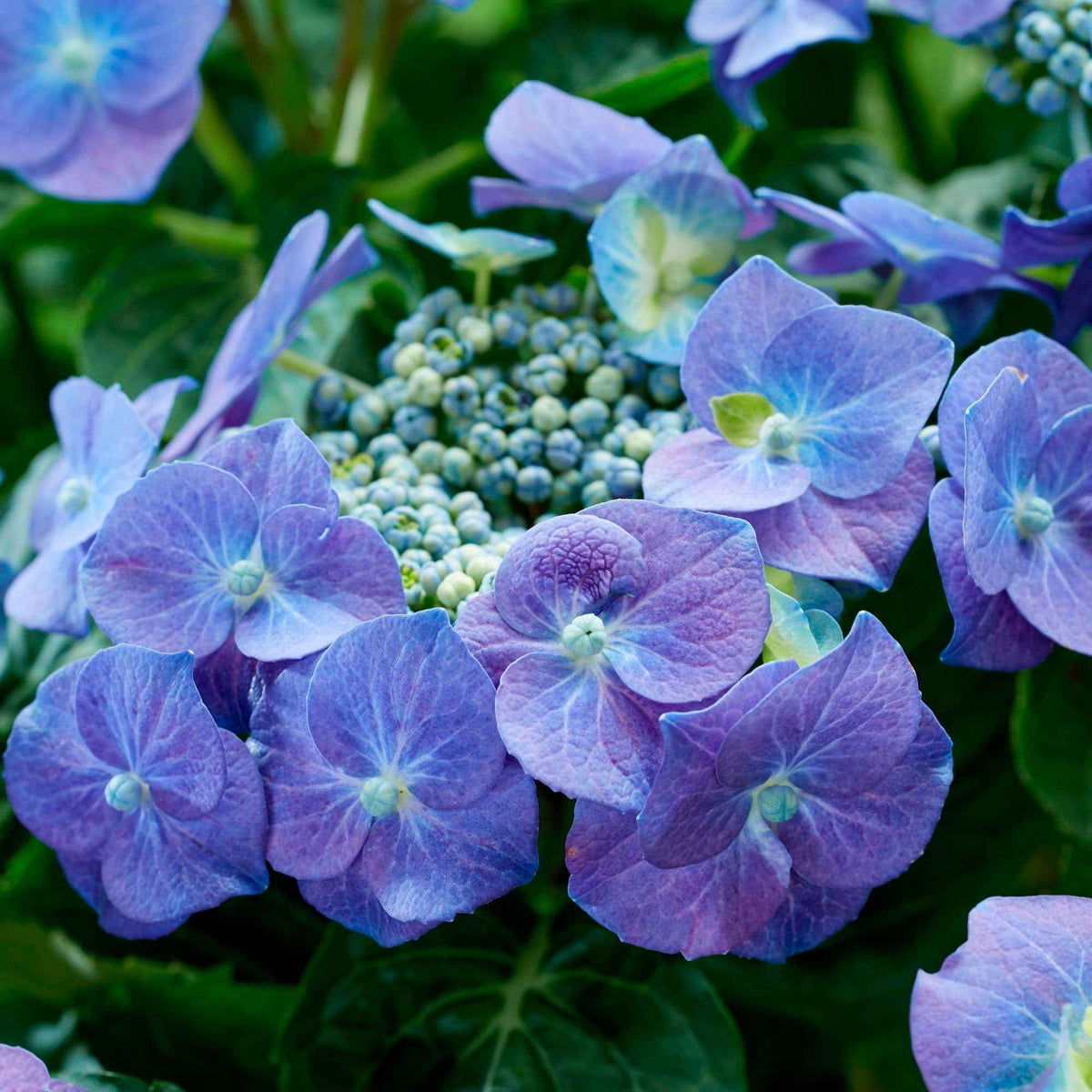Hortensia 'Teller blue' - Hydrangea macrophylla teller blue - Bakker