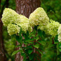 Hortensia paniculé 'Silver Dollar' - Arbustes à fleurs