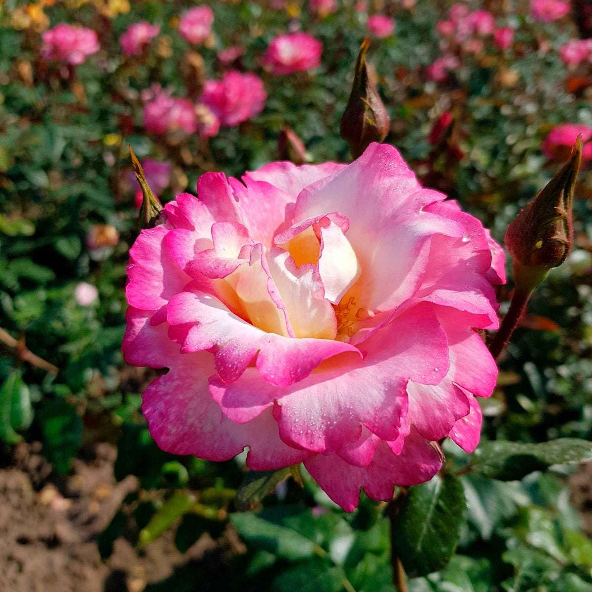 Rosa Haendel - Rosier Grimpant 'Haendel' - Rosiers grimpants