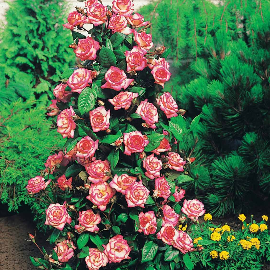 Rosier Grimpant 'Haendel' - Rosa Haendel - Bakker