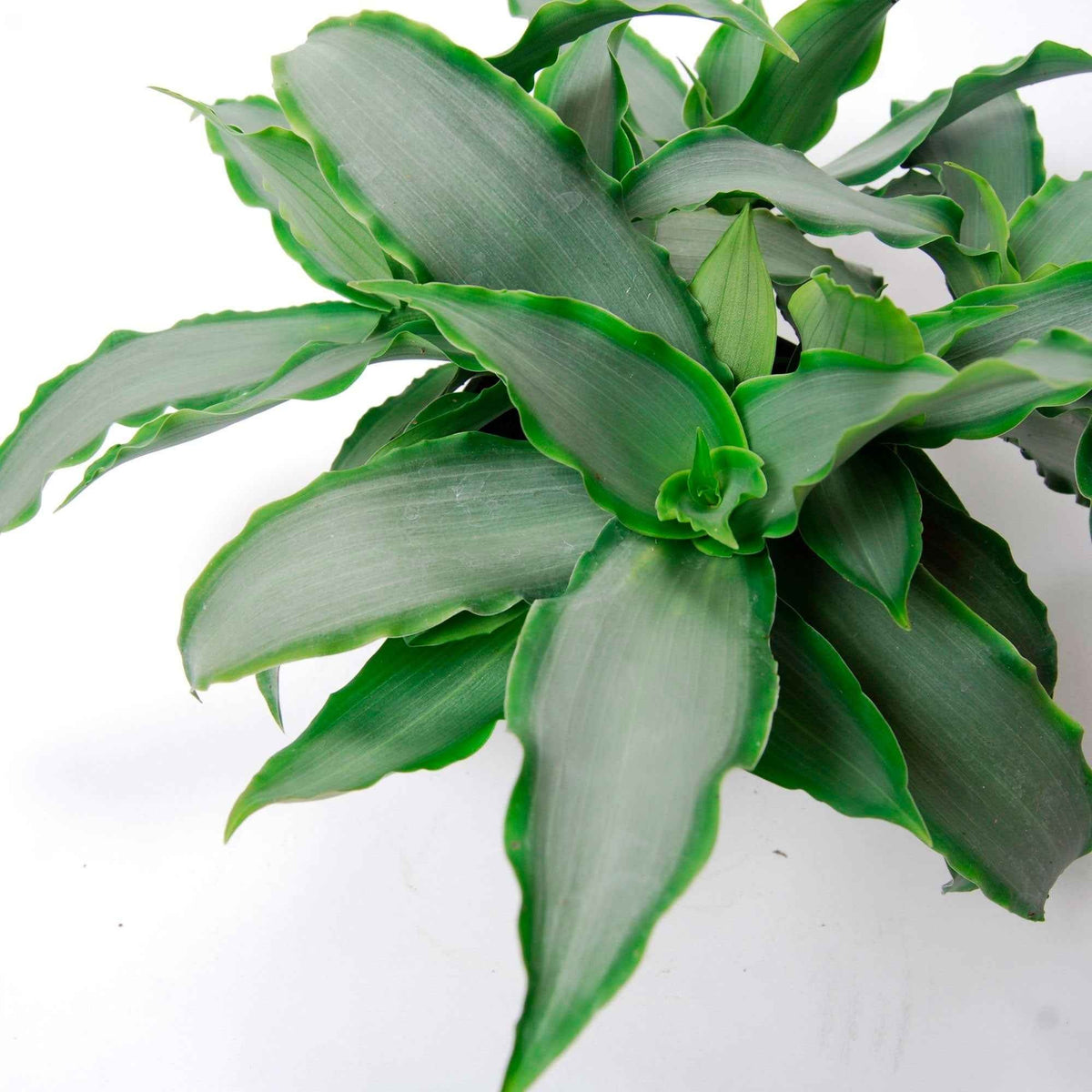 Murdannia 'Bright Star' - Murdannia loriformis Bright Star - Bakker