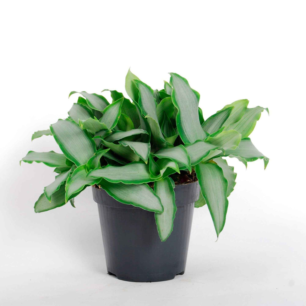Murdannia loriformis Bright Star - Murdannia 'Bright Star' - Plantes vertes d'intérieur