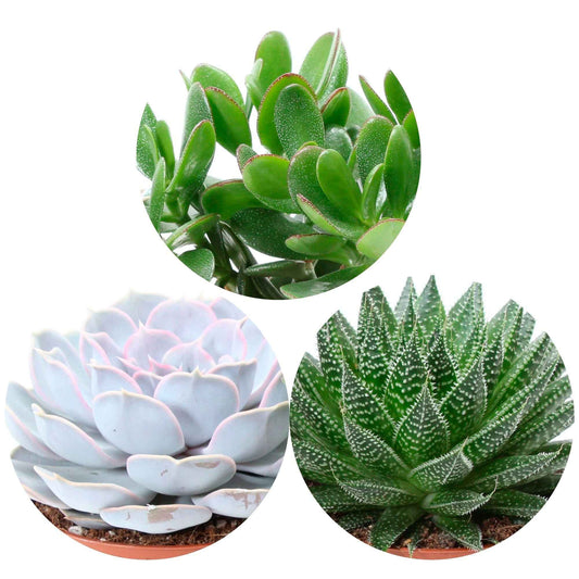 Collection de 3 succulentes - Aloé, Echeveria, Crassula - Bakker