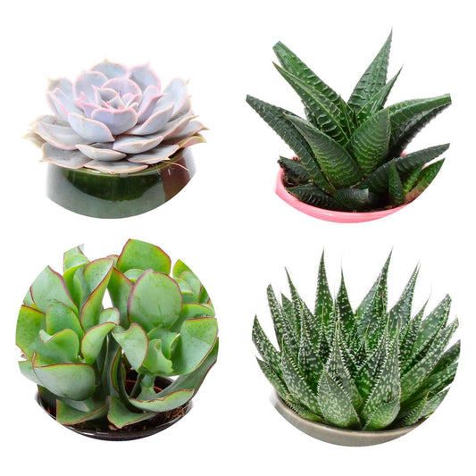 Collection de 4 succulentes - Bakker