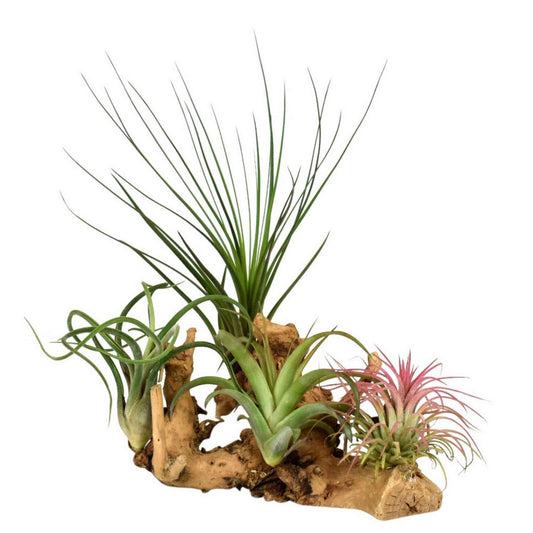 4x Fille de l'air Tillandsia - Mélange rouge-vert-gris sur un large support en bois - Bromélia