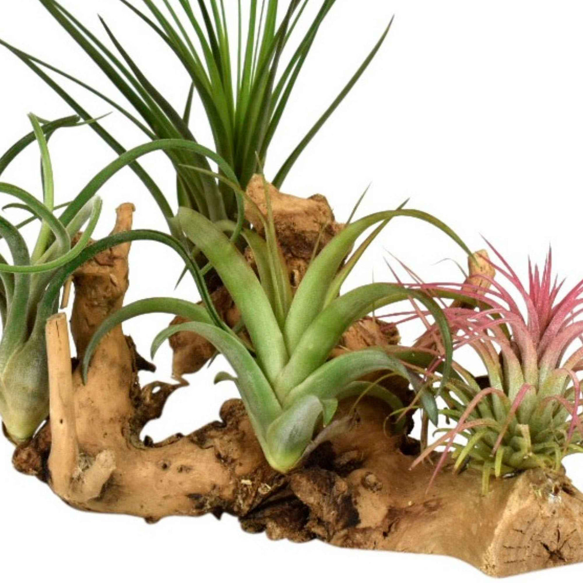 Tillandsias en mélange sur un support en bois - Tillandsia - Bakker