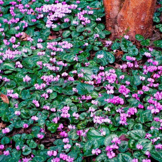 3x Cyclamen 'Coum' rose - Bulbes d'été