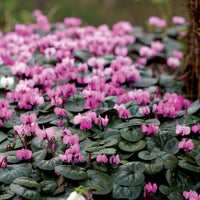 3 Cyclamens de l'île de Cos roses - Cyclamen coum - Bakker