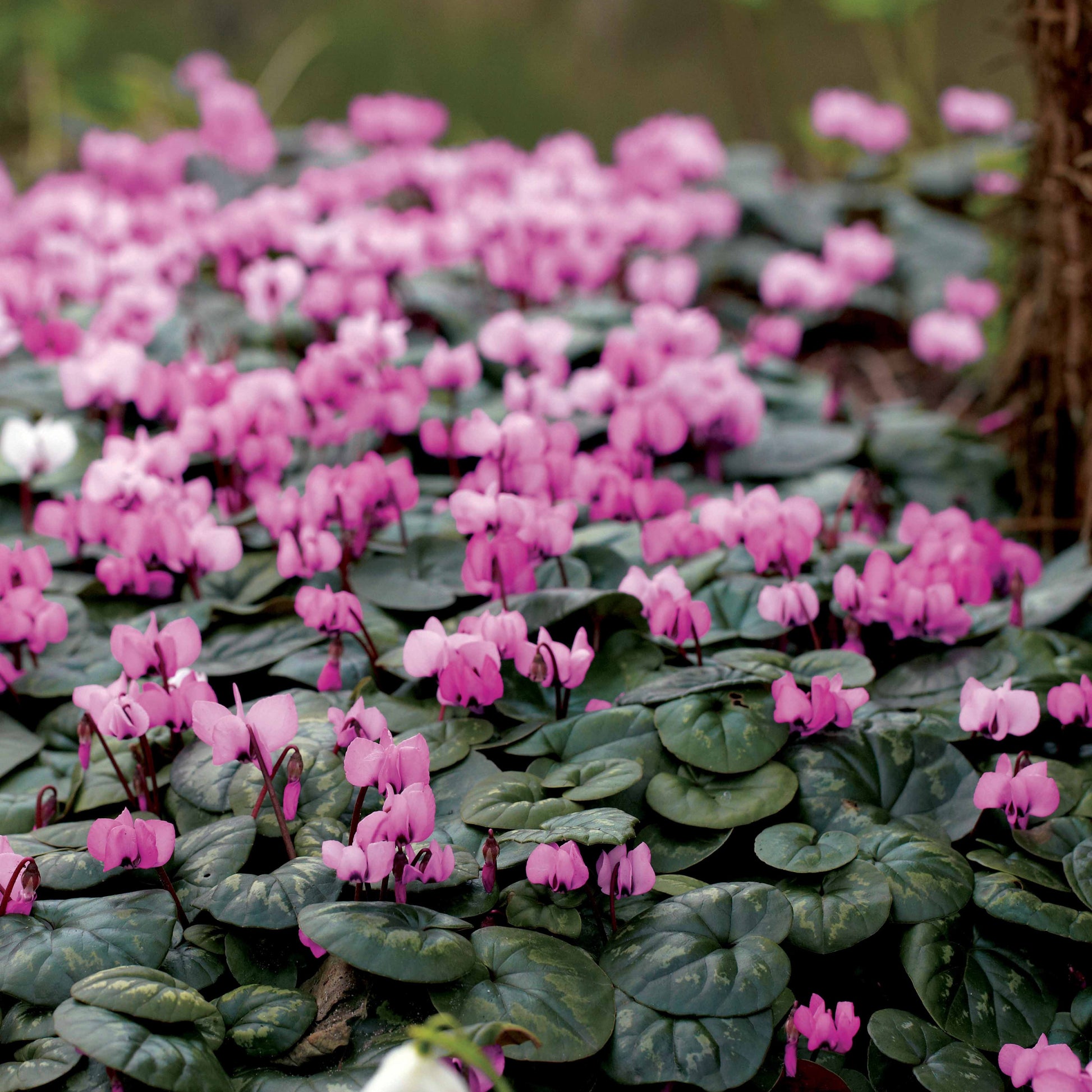 3 Cyclamens de l'île de Cos roses - Cyclamen coum - Bakker