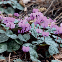 Bulbes d'été - 3 Cyclamens de l'île de Cos roses - Cyclamen coum