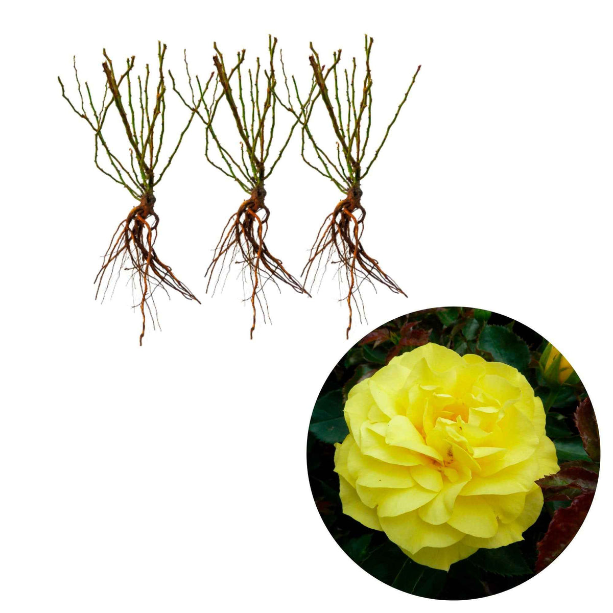 3 Rosiers à massif Friesia - Rosa polyantha friesia - Bakker