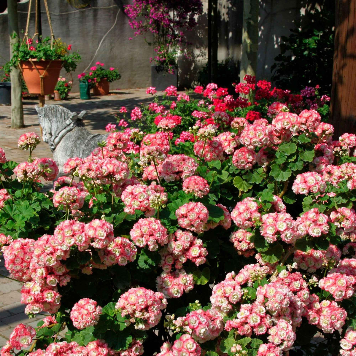 3 Géraniums rose abricot - Bakker