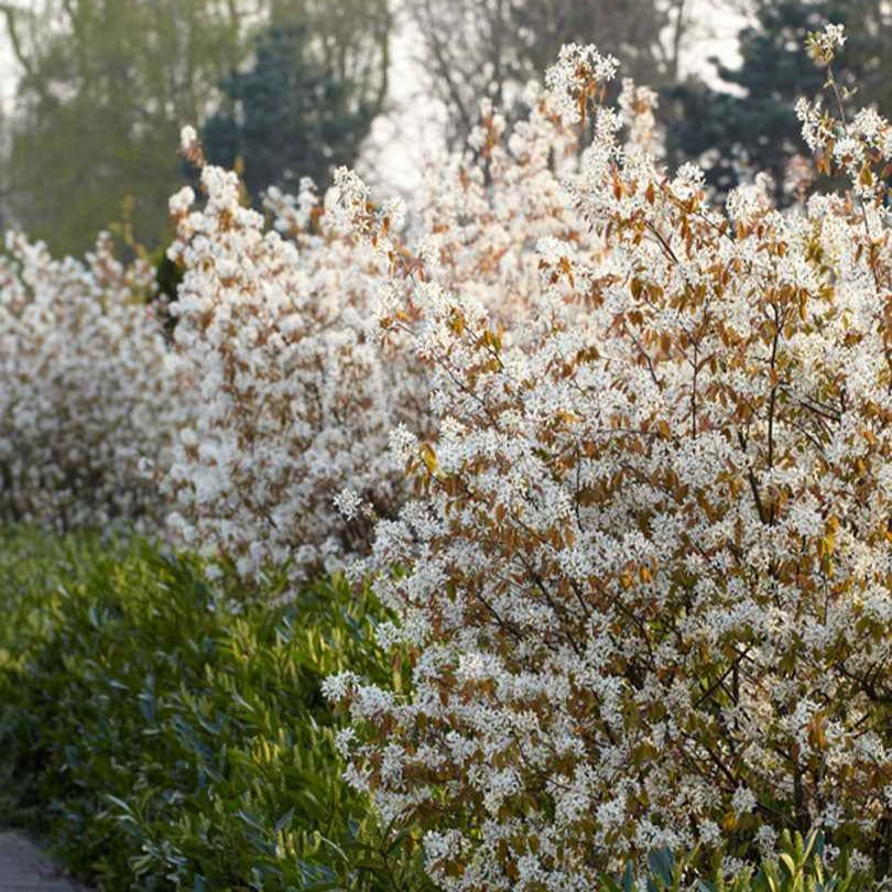 Vente Amelanchier lamarckii - Amélanchier de Lamarck