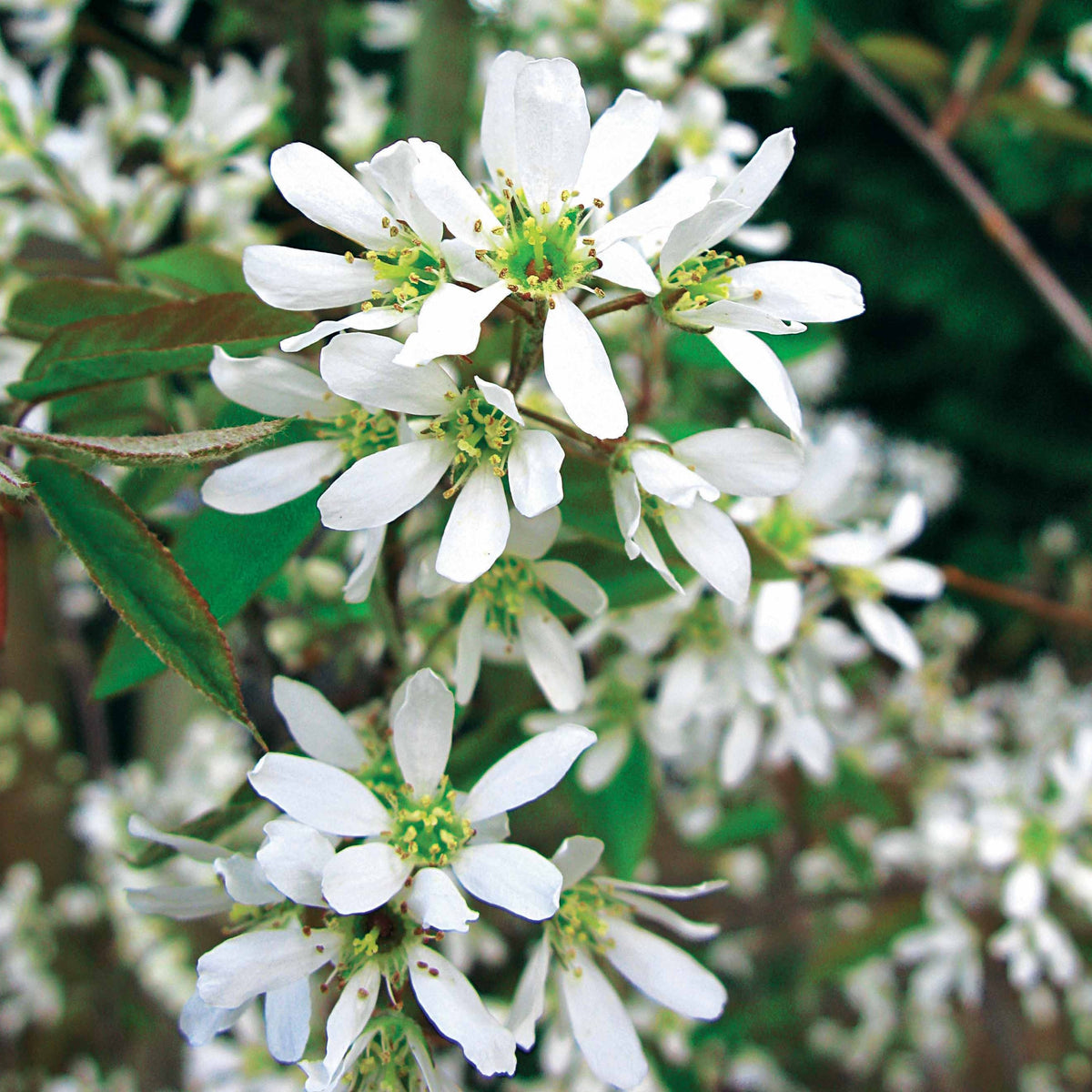 Vente Arbustes fleuris - Amélanchier de Lamarck