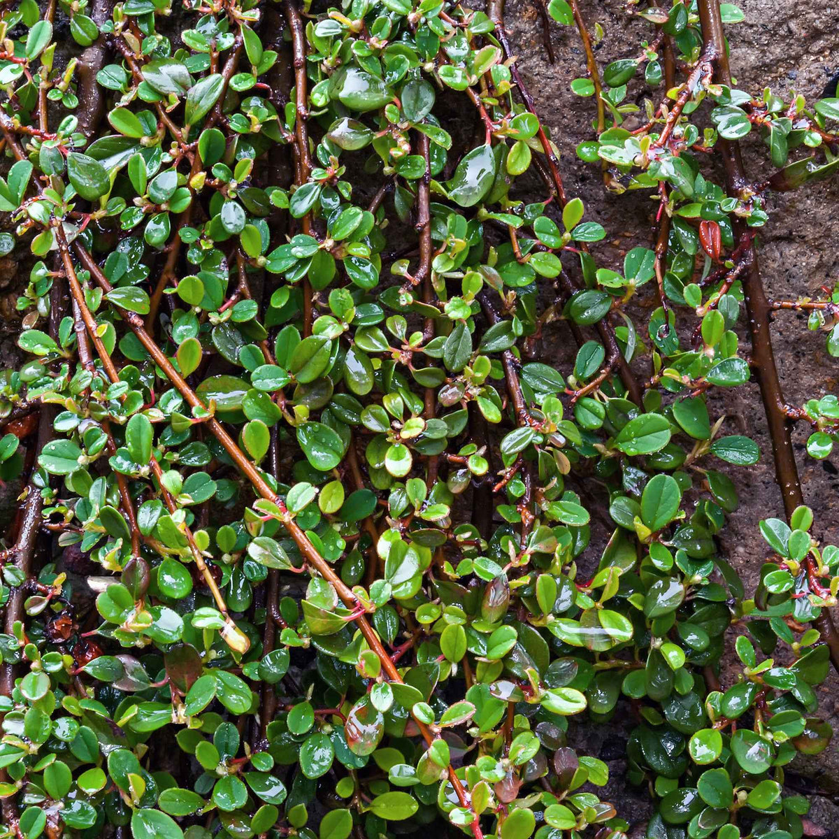 Cotonéaster de Dammer - Bakker
